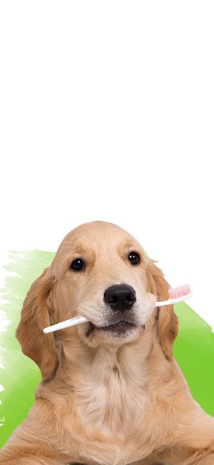 dog biting a toothbrush