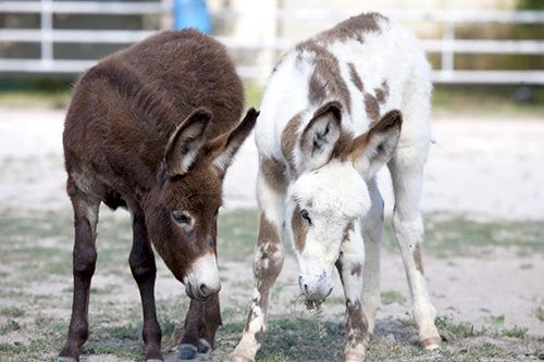 donkeys