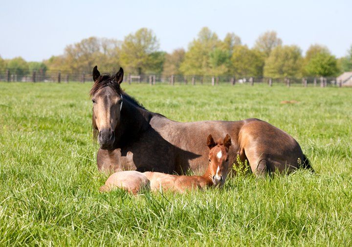 horse