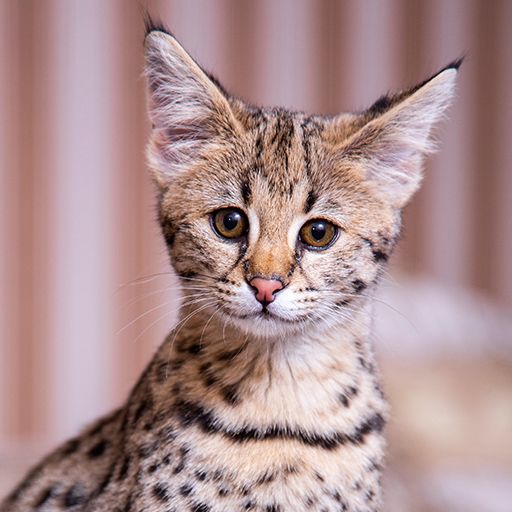 What is a F1 Savannah cat?