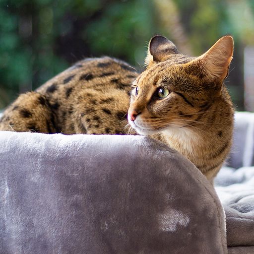 What is the difference genetically between a F1 savannah cat & a F2 Savannah cat?