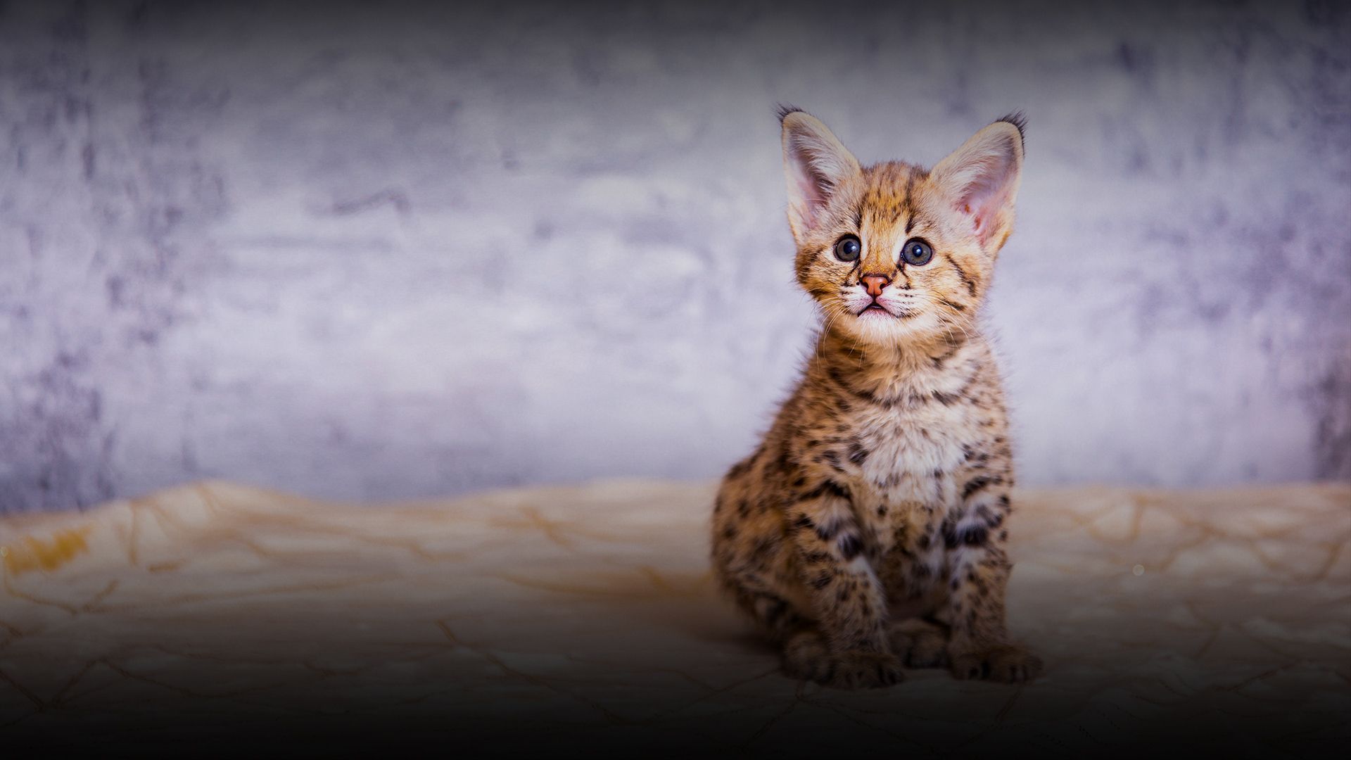 Bengal Cats