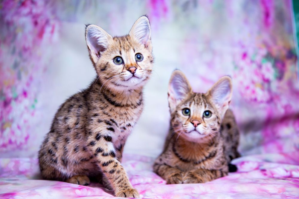 Are Savannah Cats Good Pets?