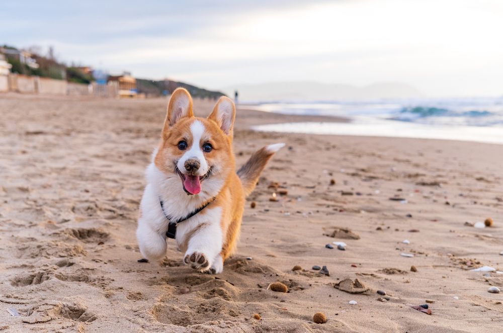 The Top Dog-friendly Beaches in Monterey, California