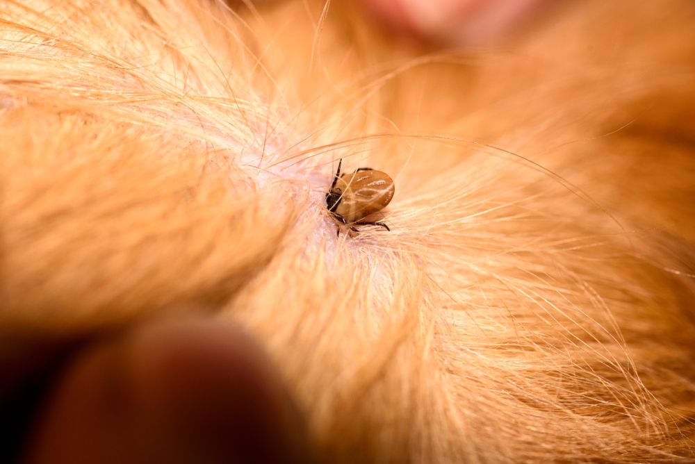 Monterey's Flea and Tick Season: A Pet Owner's Guide