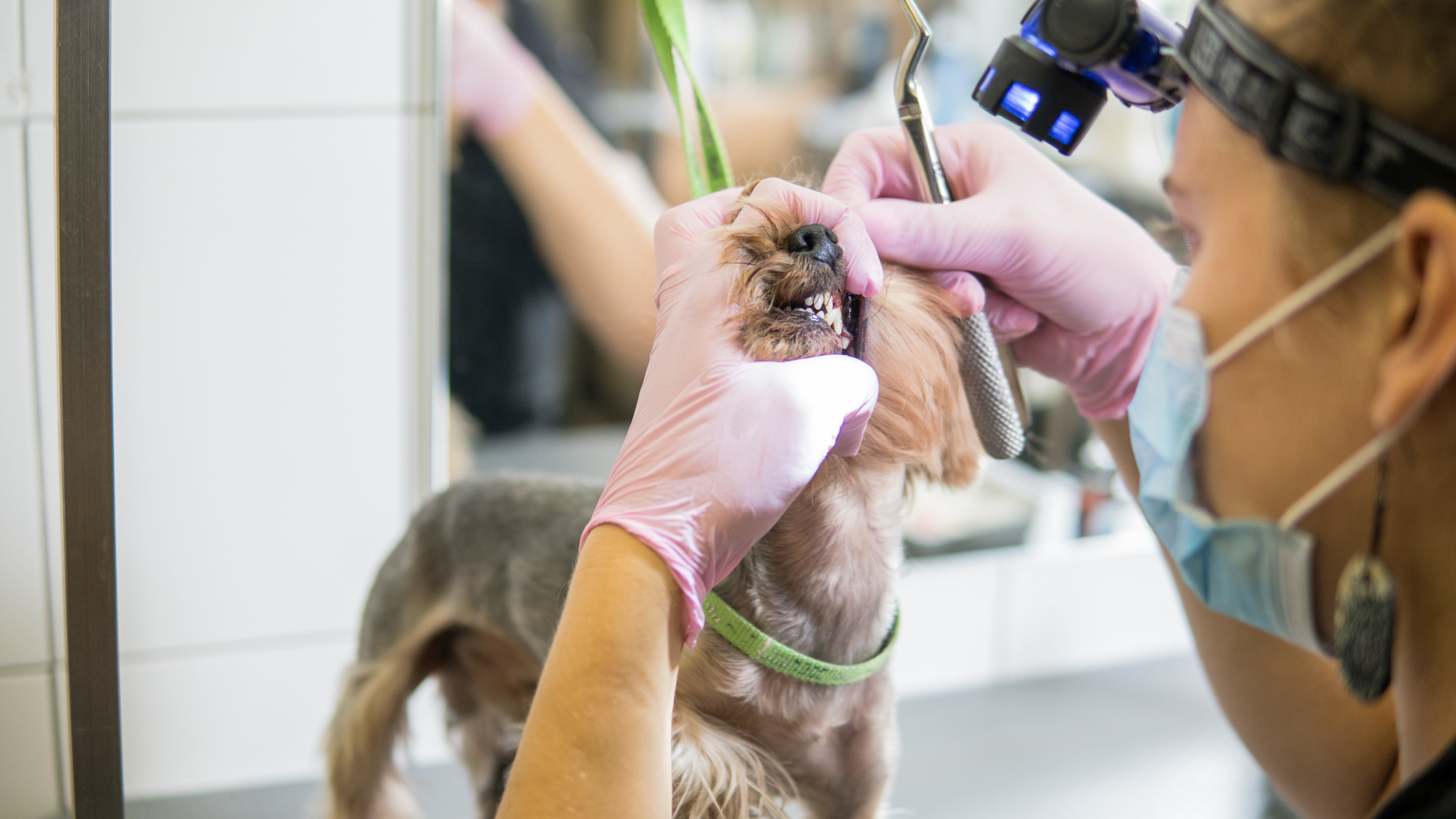 7 Reasons Your Monterey Vet Suggests a Professional Pet Dental Cleaning