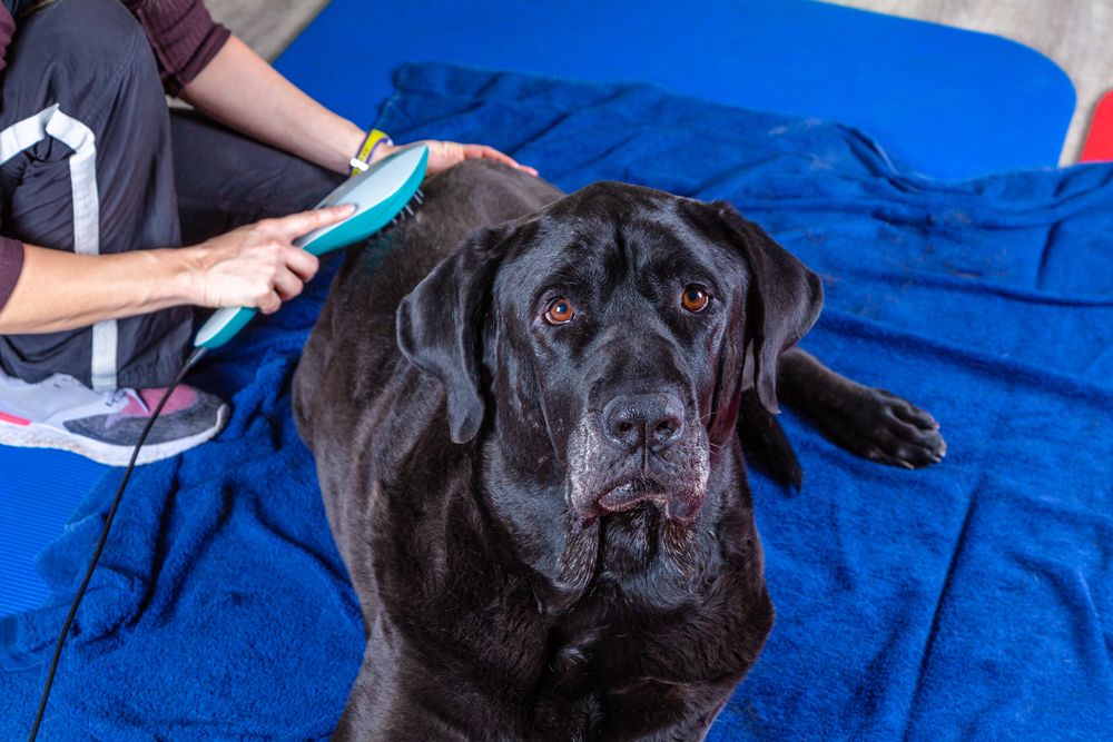 Cold Laser Therapy Right for My Pet