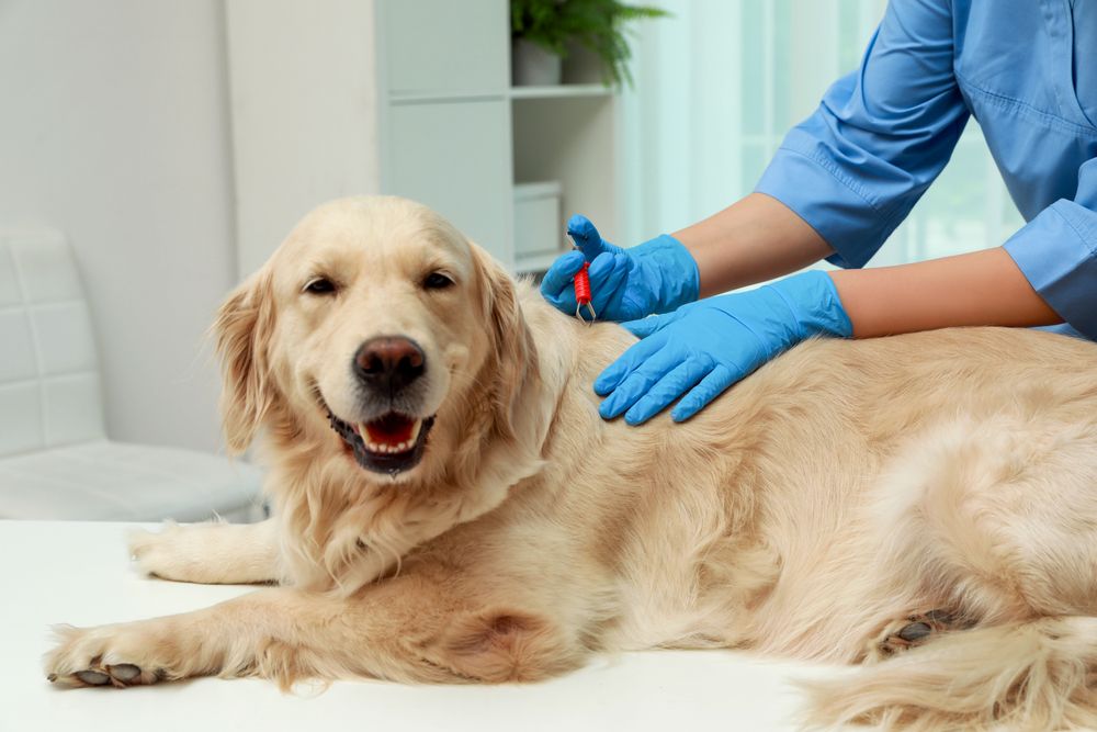Regenerative Medicine Program is Changing Pet Care