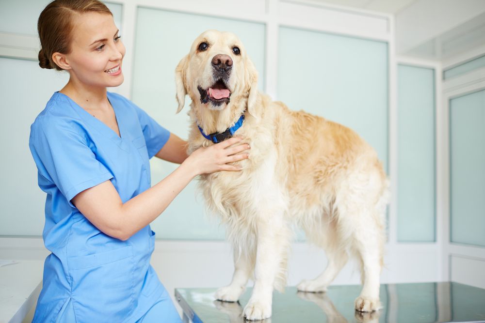 Veterinary Practice Positions