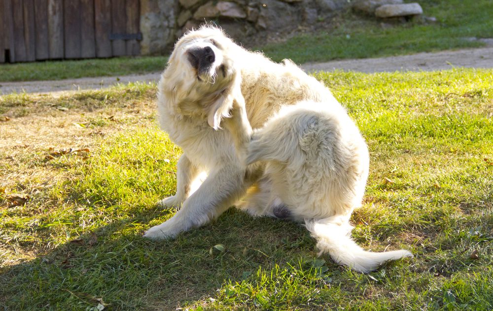 Flea Prevention and Treatment