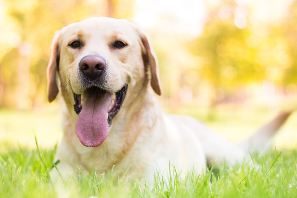 Smiling labrador dog