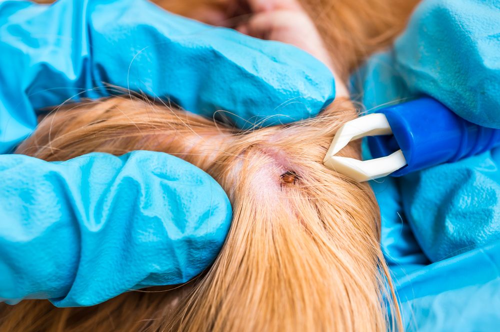 tick risks for dogs