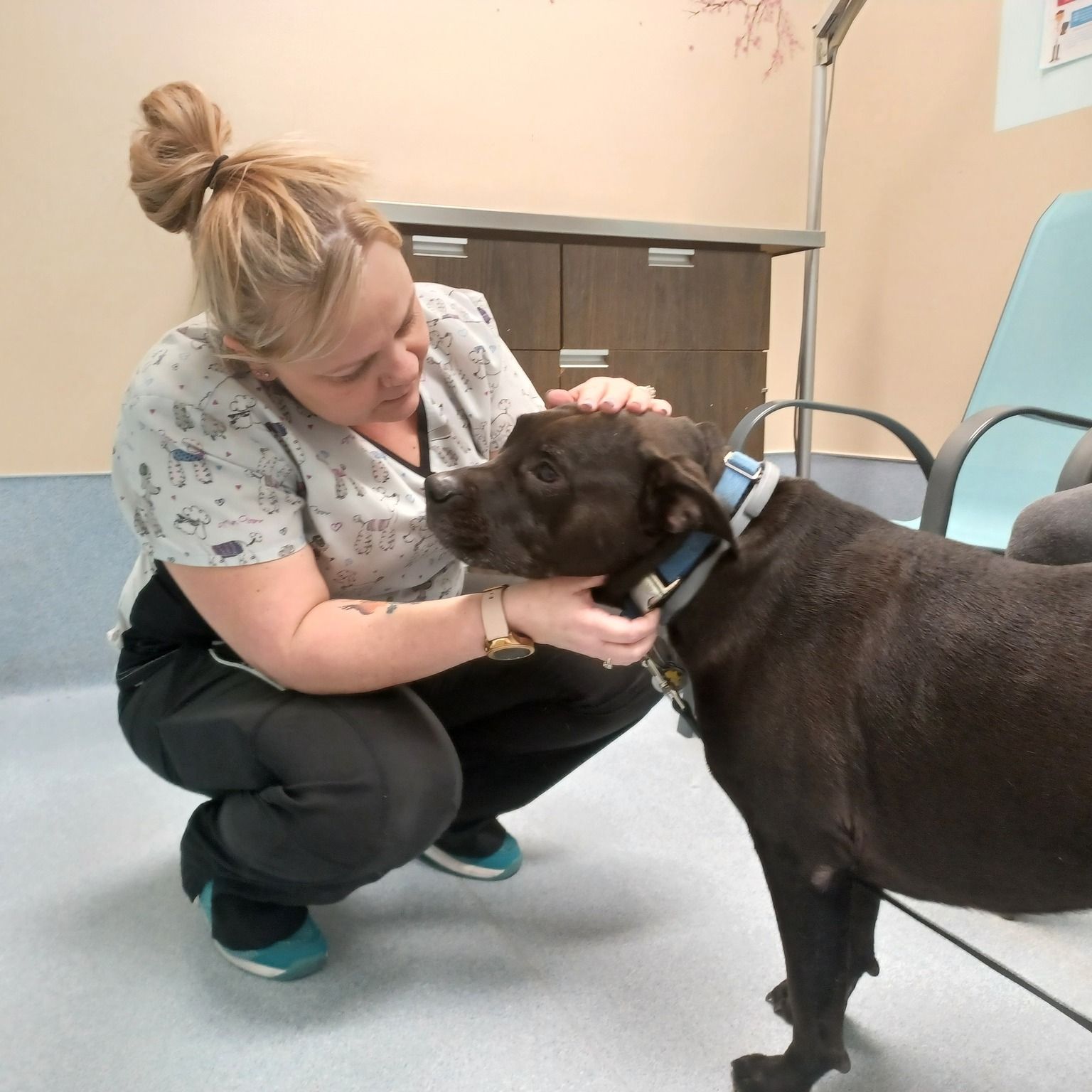 Medical boarding for dogs hot sale