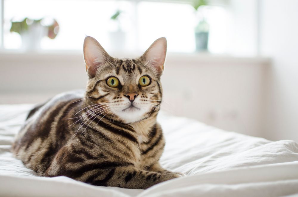 spotted cat with yellow green eyes. A crossbreed of bengal and maine coon cat.