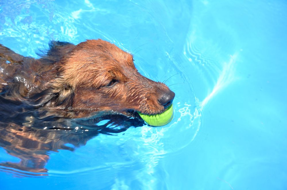Dog swimming while playing with a ball