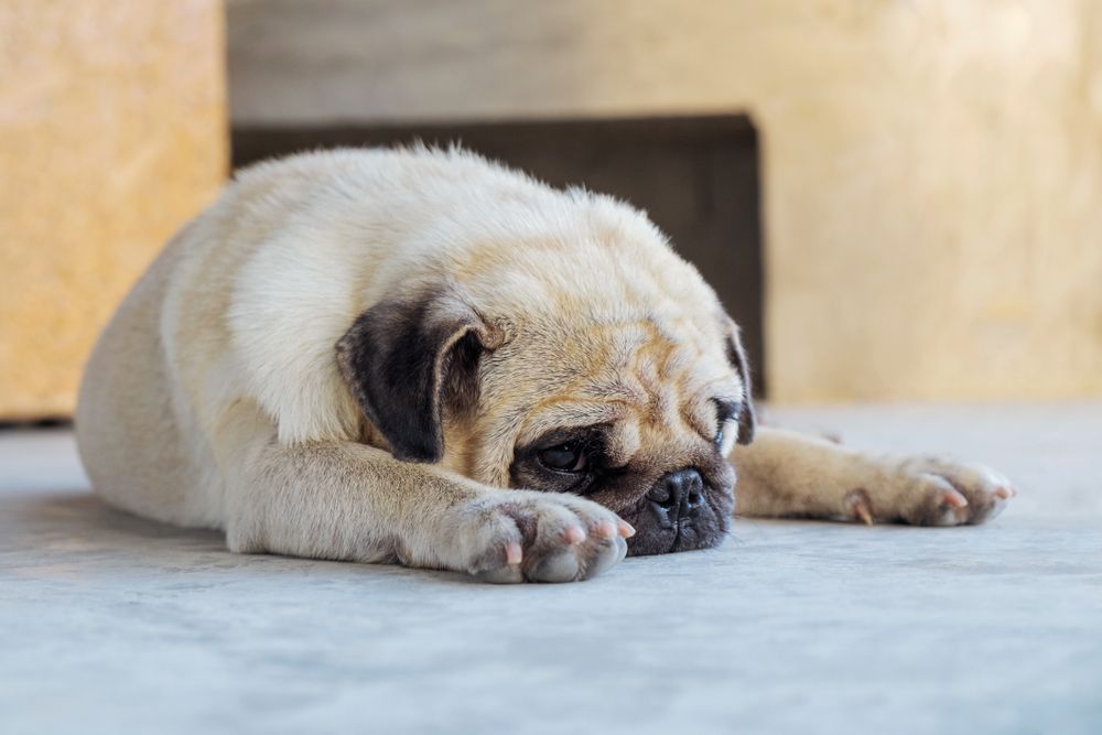 dog lying down