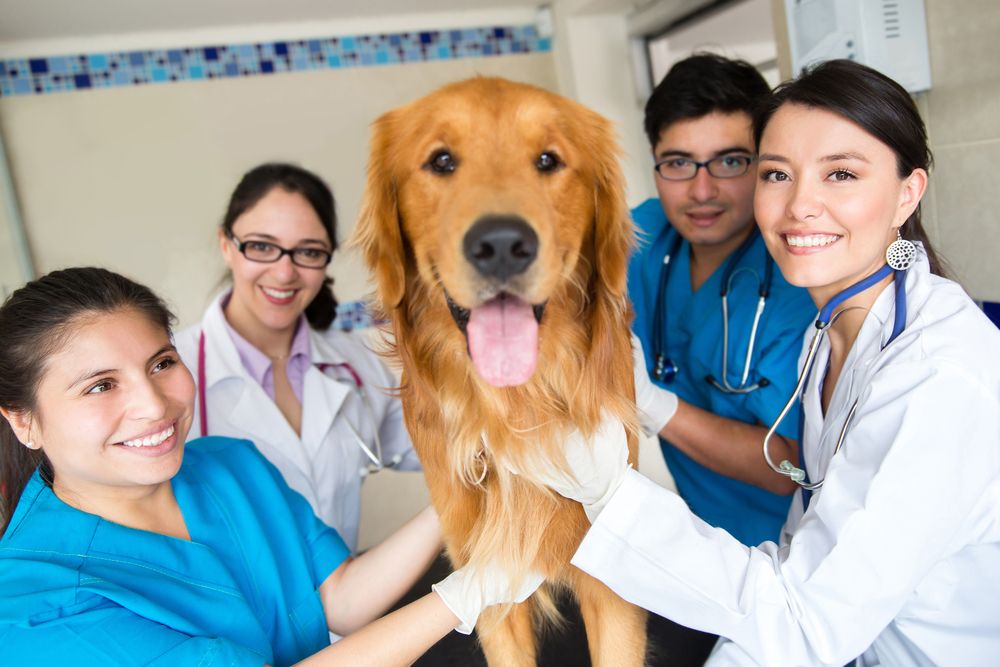 Veterinary Team with Dog