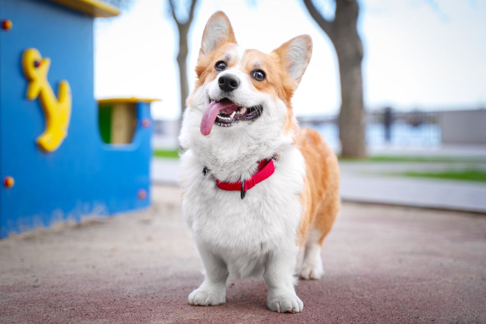 pet laser therapy