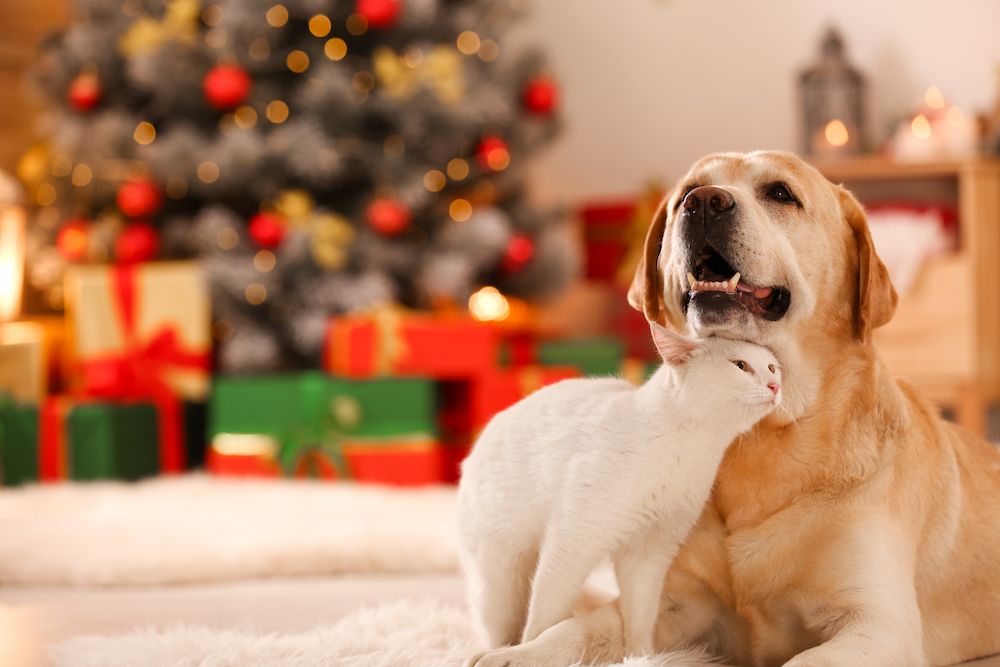 cat and dog cuddling during christmas