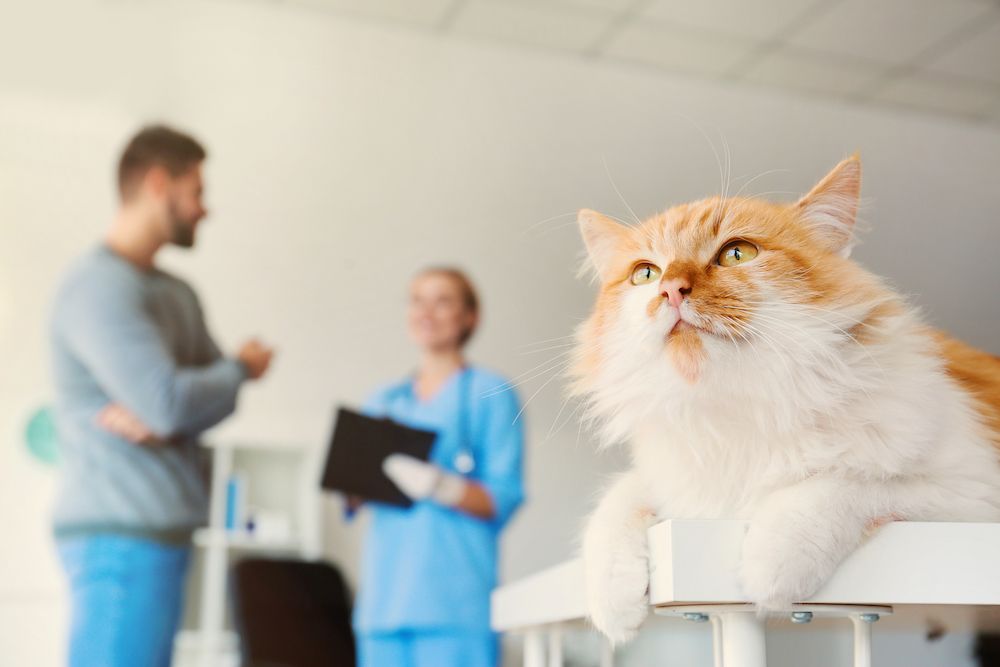 cat on the vet table