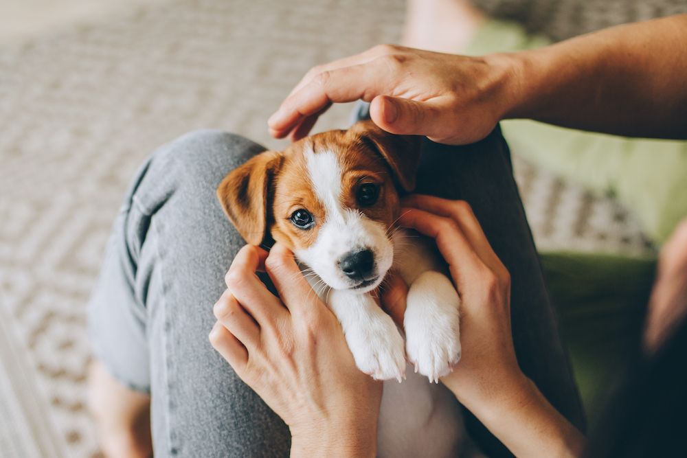 puppy in a person's lap