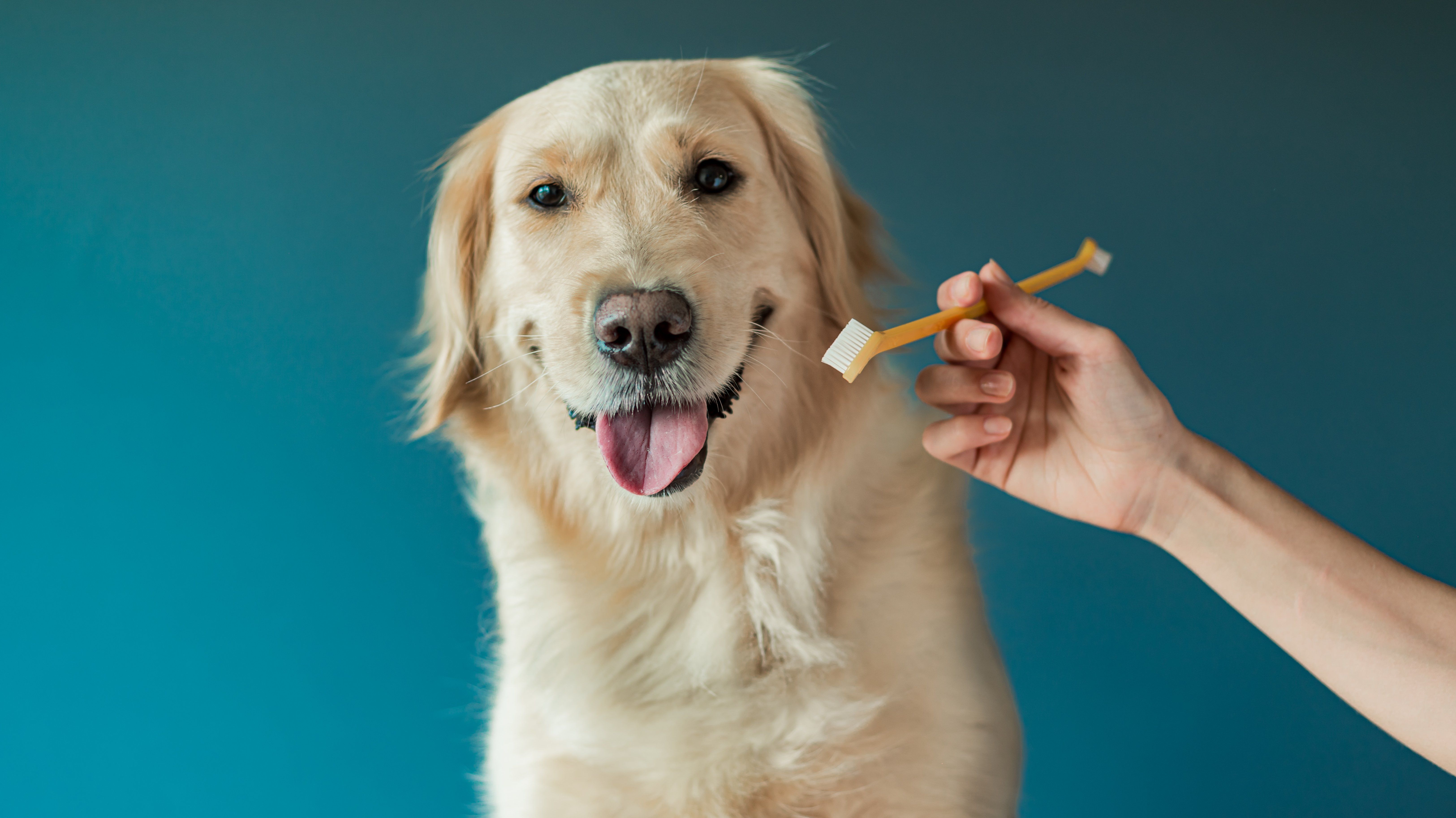 happy dog with strong teeth and good pet dental care