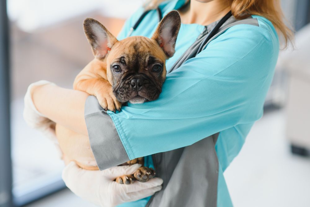 small dog in a veterinarian's arms