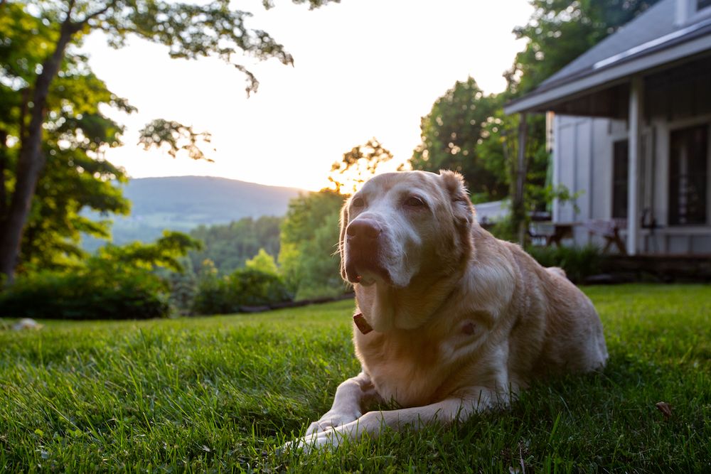 old dog on the grass