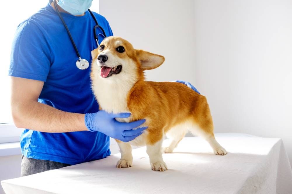 Corgi with bloat at vet