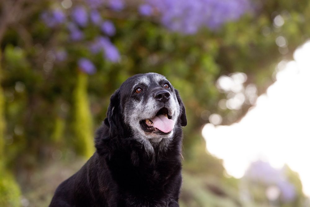 Aging dog smiling at the camera