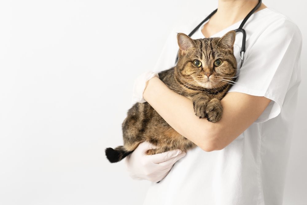 cat in a vet's arms