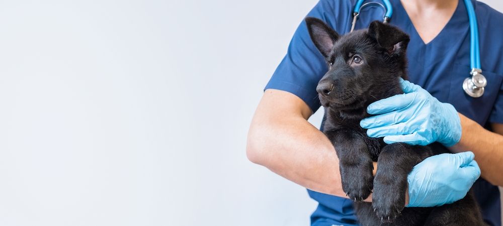 black puppy in a vet's arms