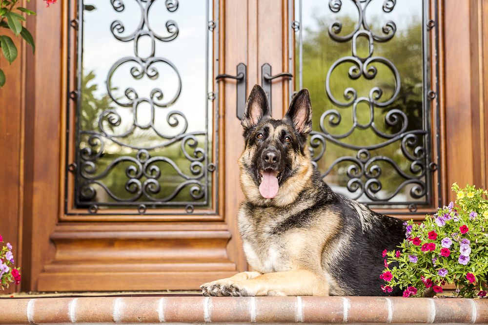 dog guarding house