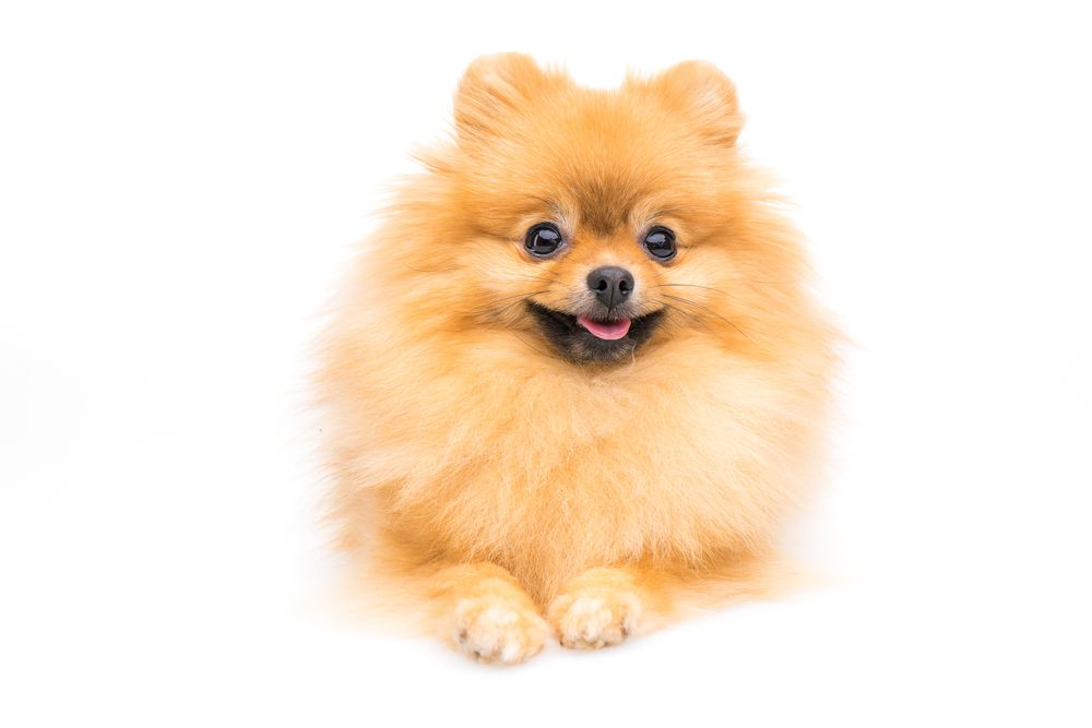dog grooming