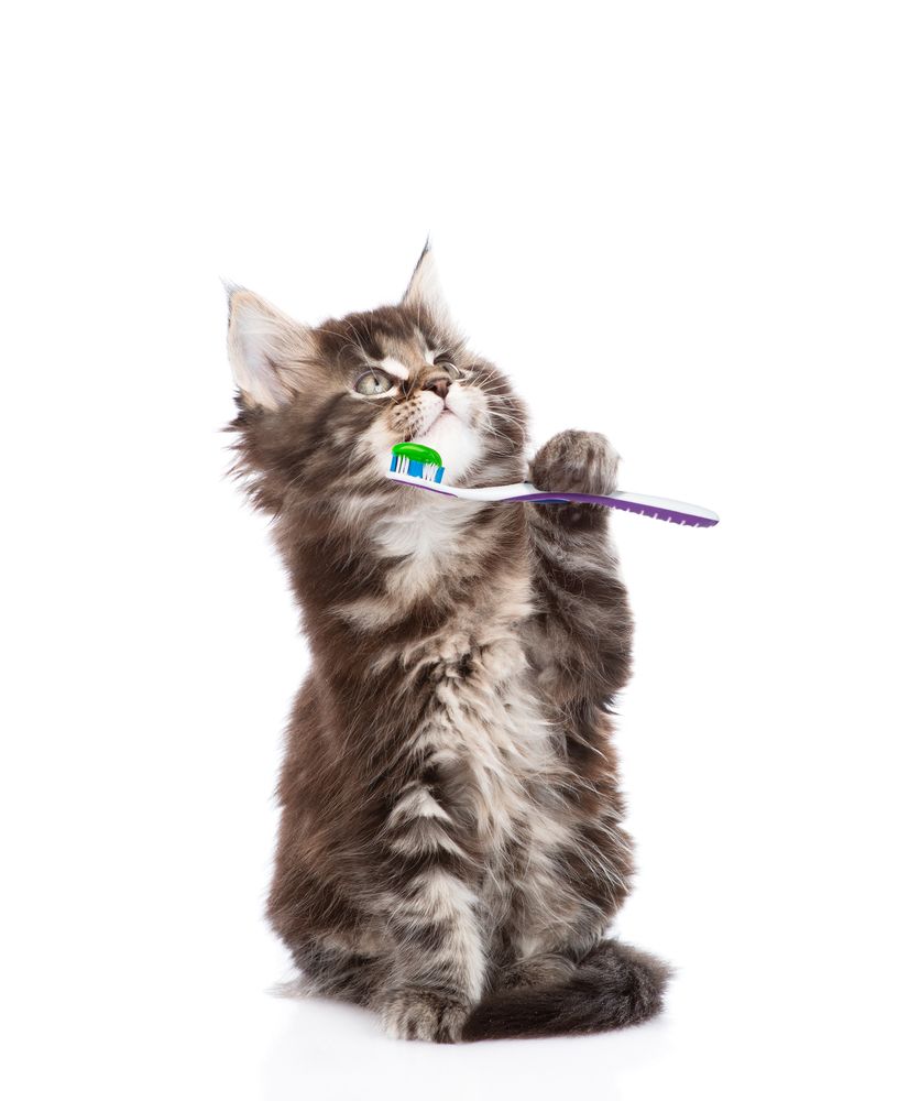 cat brushing her teeth