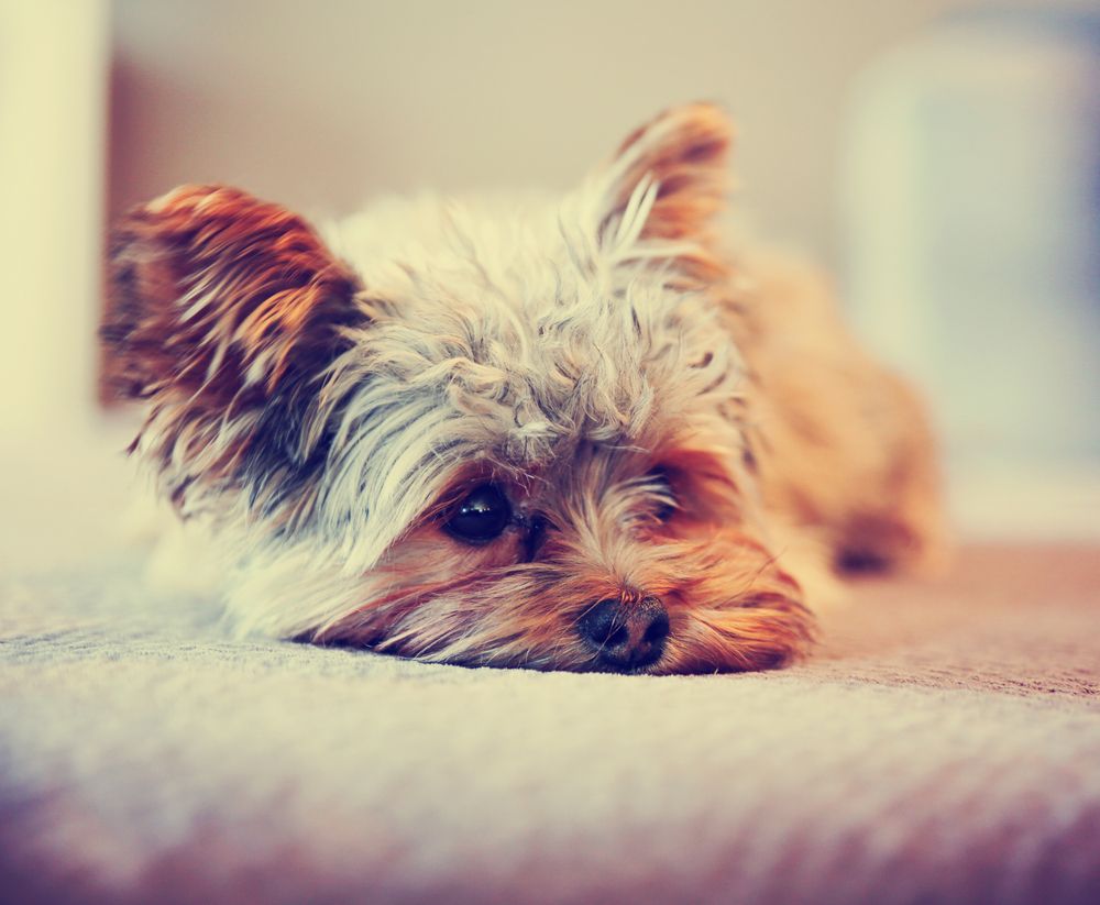 dog on couch