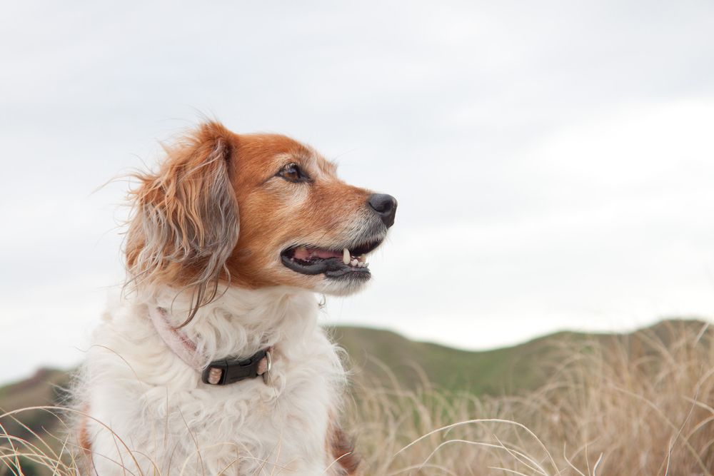How Often Do Dogs Need Heartworm Prevention? | Evansville, IN