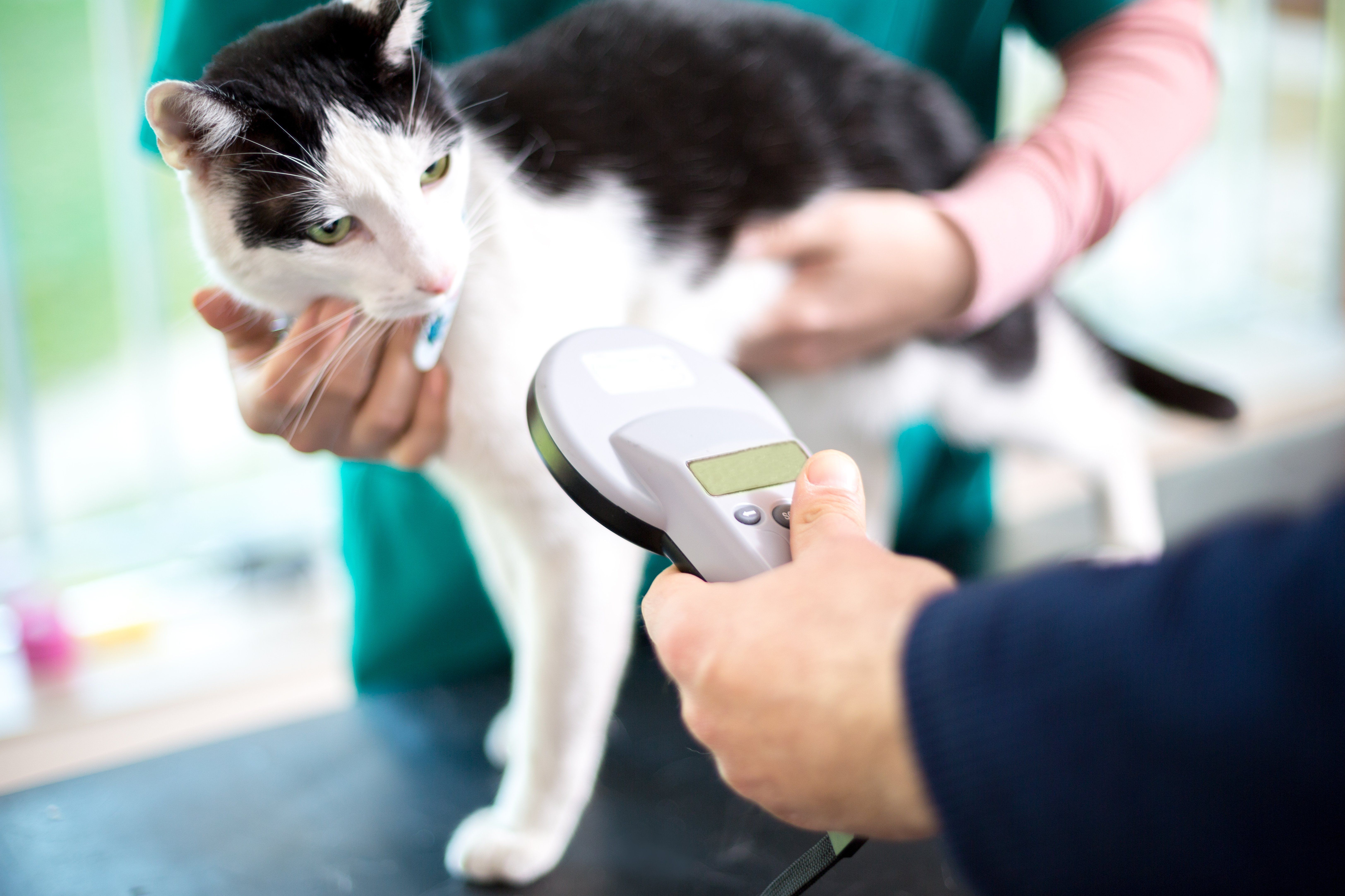 Microchipping pet