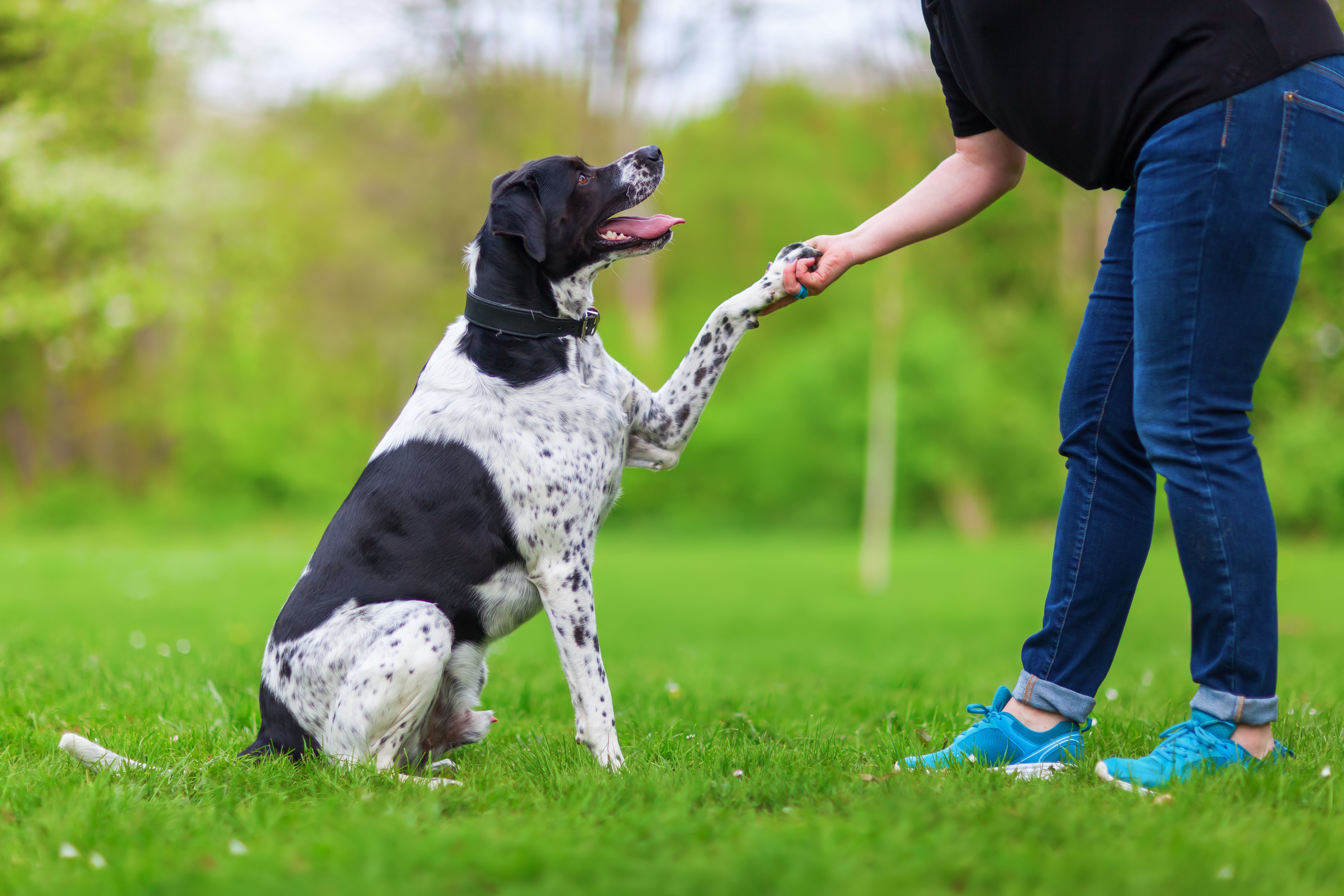 pets and joint problems