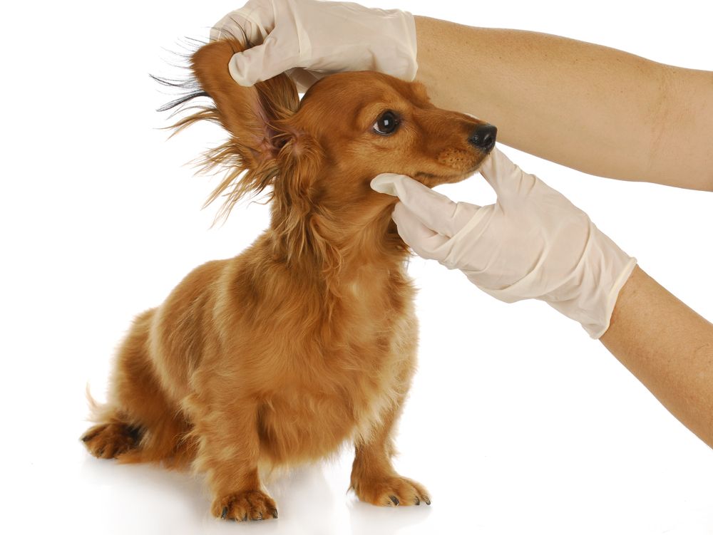 vet checks dog's ears