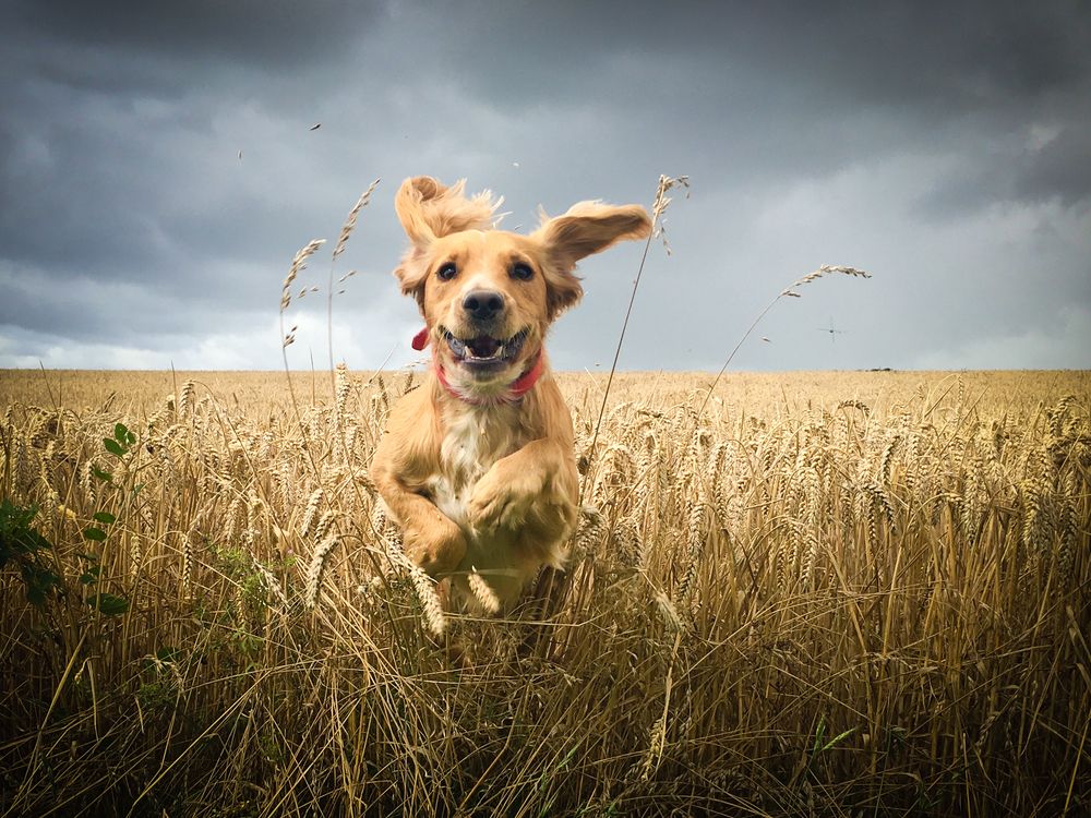 Happy dog running