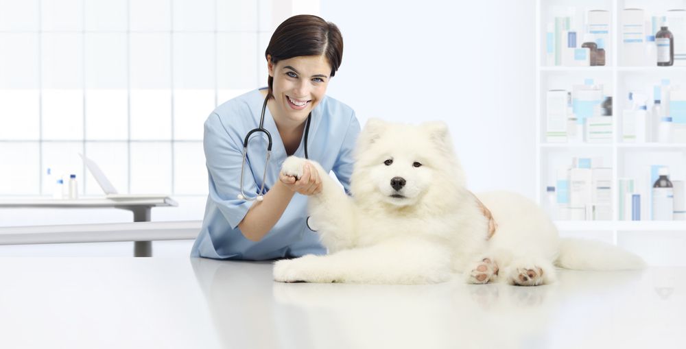 Dog and Vet