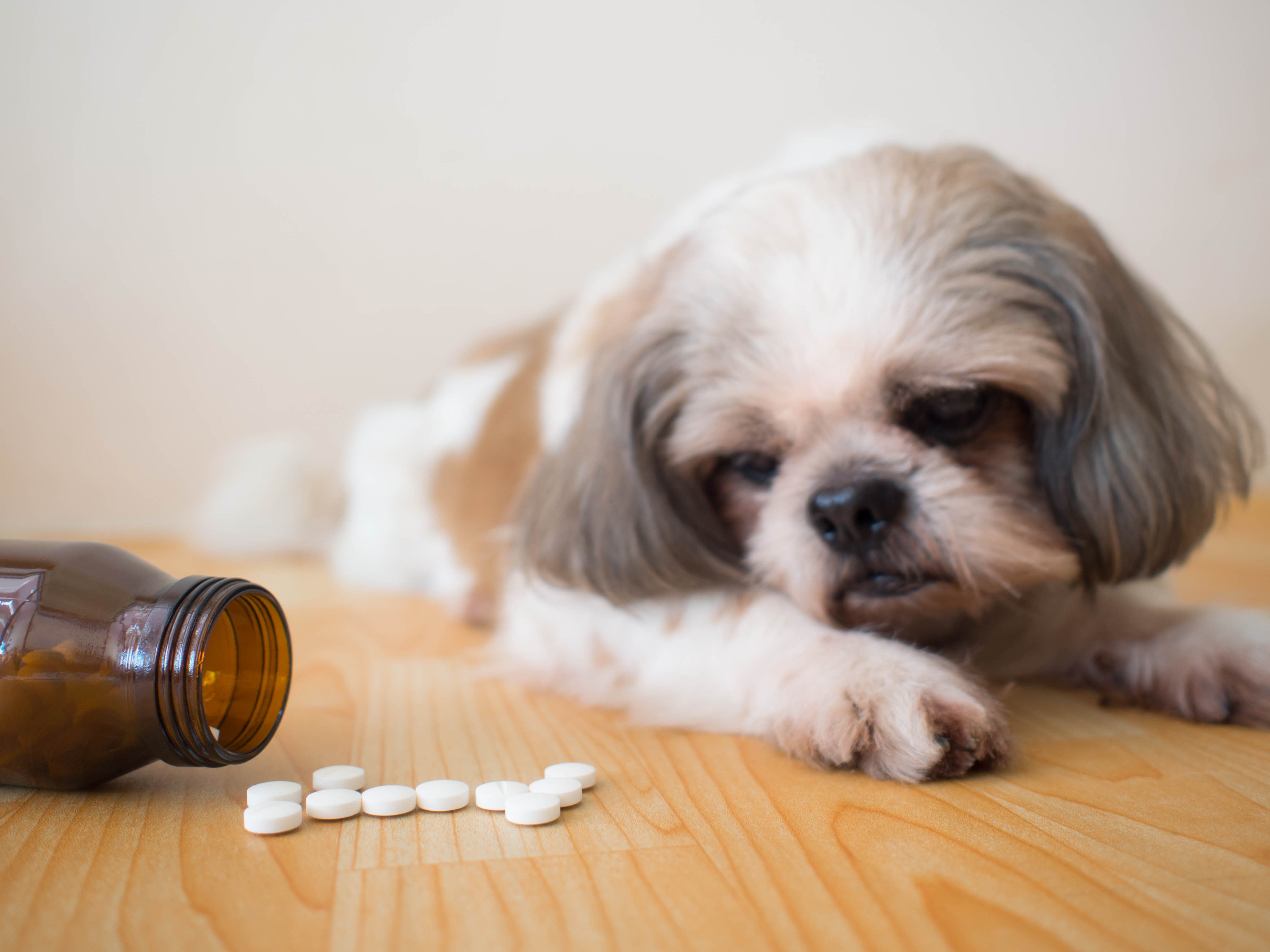 dog next to medication that is dangerous for pets