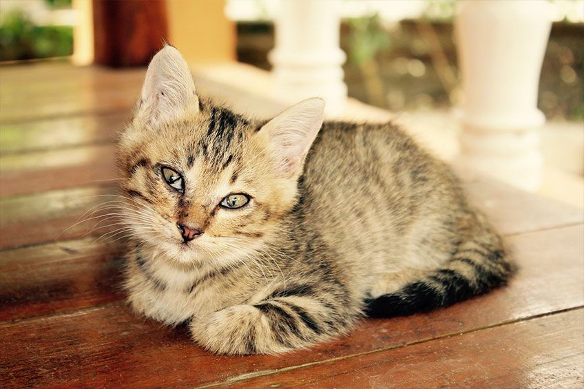 small cat