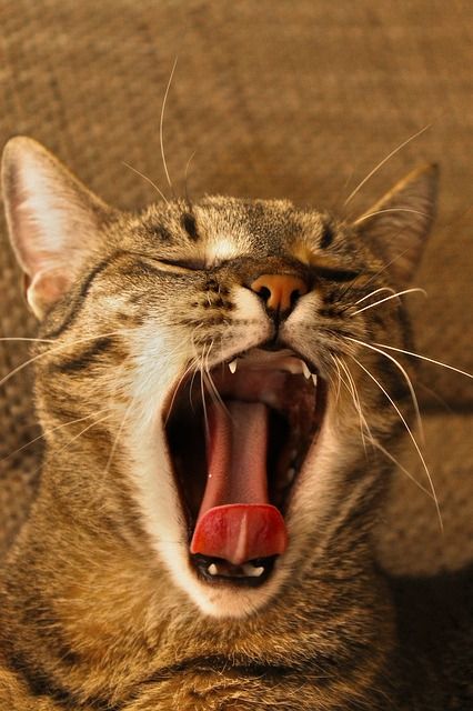Pet Dental Hygine