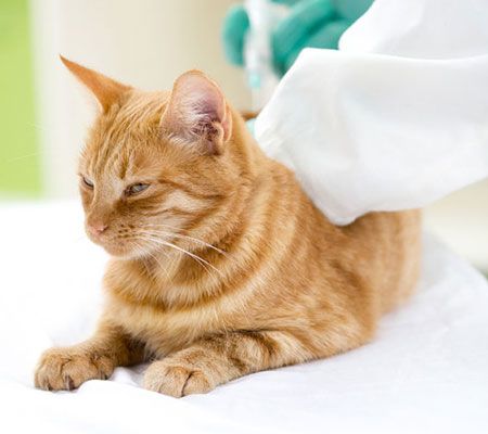 The Little Cat Clinic, Cat Vet Clinic in La Mesa CA The Little Cat Clinic, Cat Vet Clinic in La Mesa CA