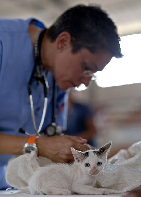 What To Expect At A Pet Wellness Exam For Your Cat | Cat Veterinarian La Mesa CA What To Expect At A Pet Wellness Exam For Your Cat | Cat Veterinarian La Mesa CA