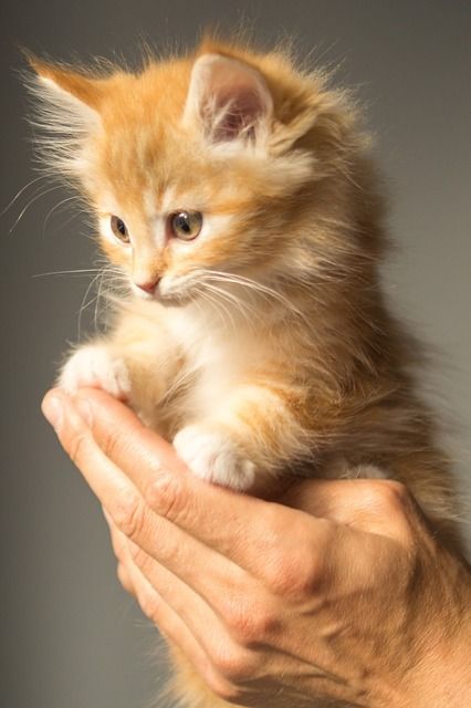 cat and a hand