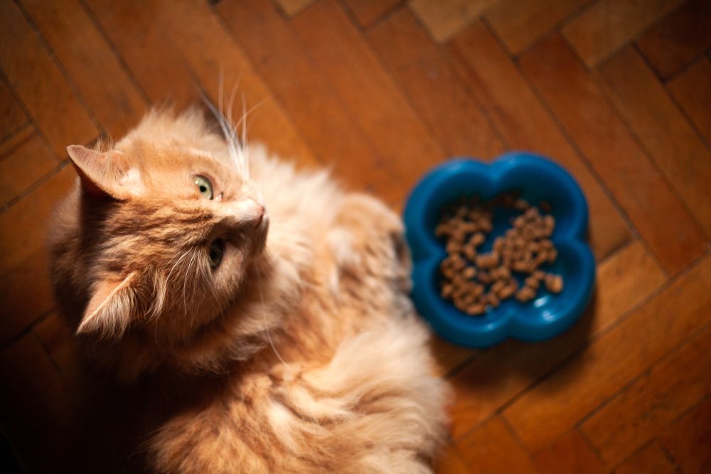 cat refusing food
