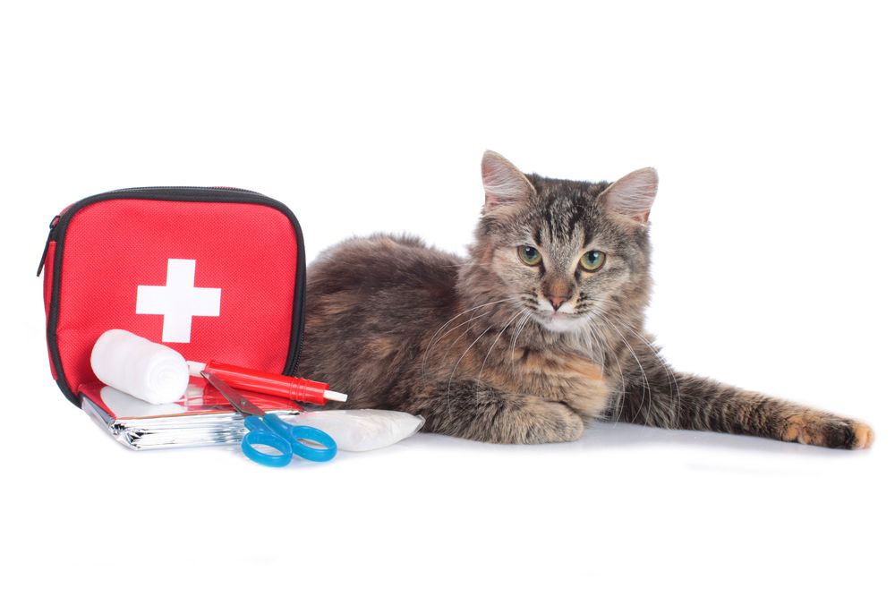 cat first aid